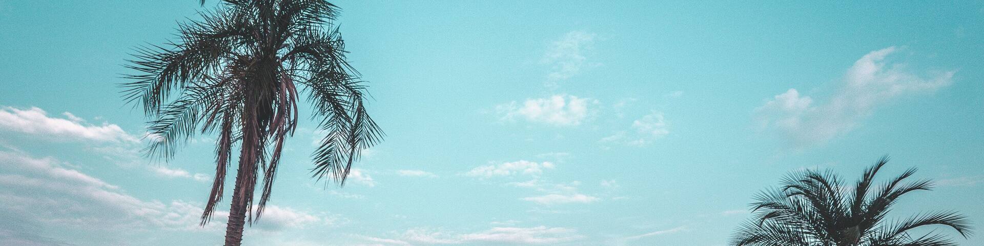 Palm Trees at Villa-Lobos Park in San Paulo (Sao Paulo), Brazil
