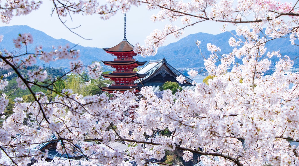 宮島春爛漫、桜と五重の塔と千畳