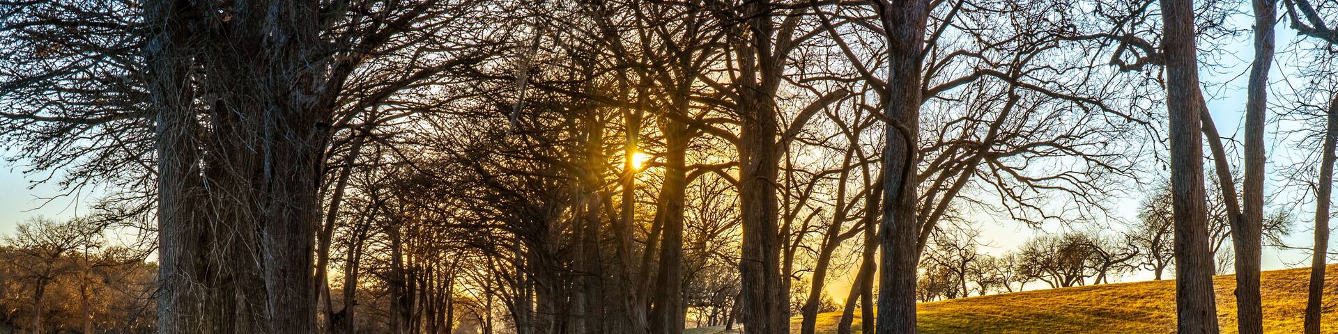 Bald cypress trees with exposed roots line the banks of the Guadalupe river as it meander through the Texas Hill Country and the setting sun illuminating the upper branches, Waring, Texas