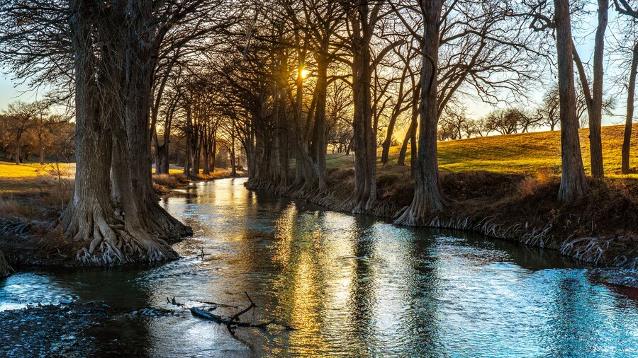 Bald cypress trees with exposed roots line the banks of the Guadalupe river as it meander through the Texas Hill Country and the setting sun illuminating the upper branches, Waring, Texas