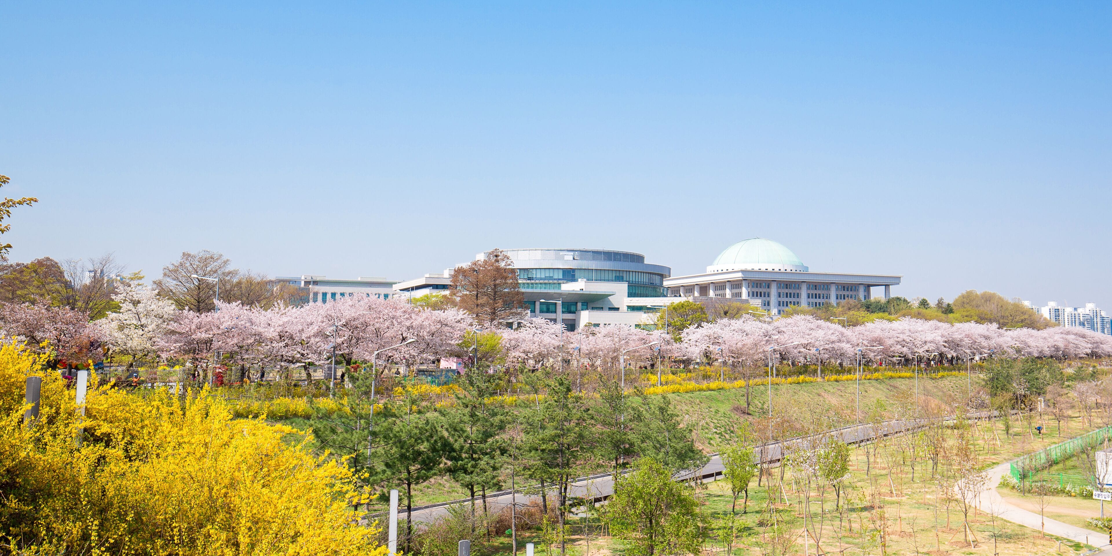 Seoul, South Korea: Cherry Blossom Festival in spring at Yeouido park.; Shutterstock ID 590968580; Purchase Order: -