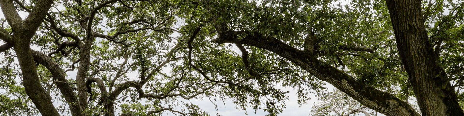 Tidewater Golf Club featuring wetlands