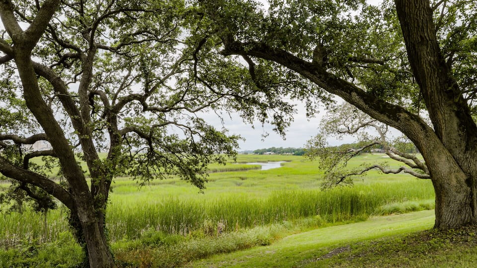 Tidewater Golf Club featuring wetlands