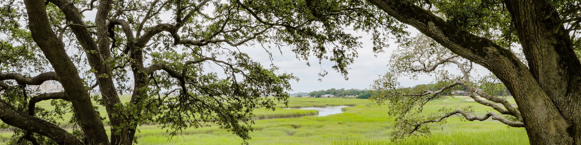 Tidewater Golf Club featuring wetlands