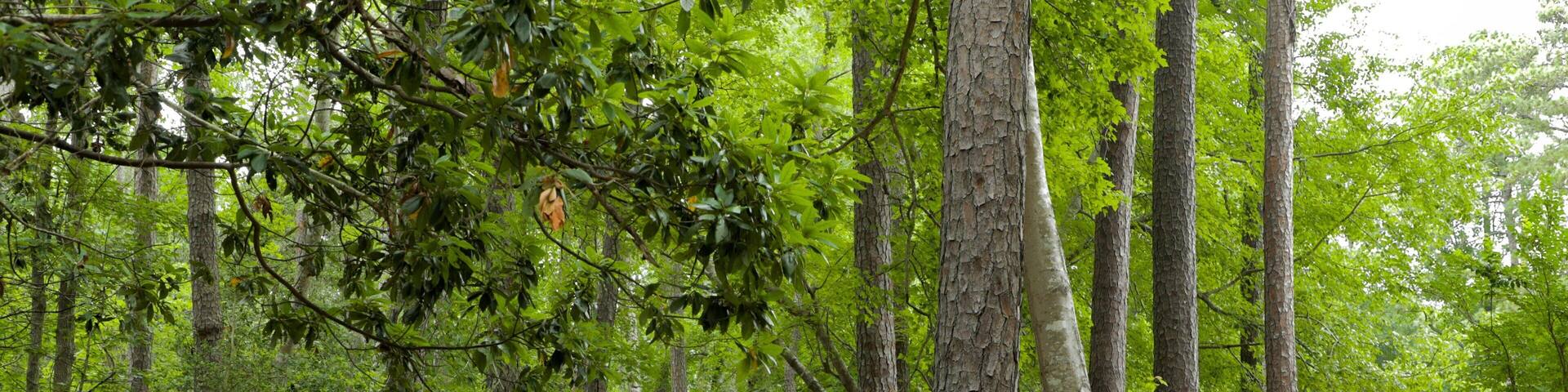 Tidewater Golf Club which includes a park