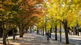 Une rue bordée d’arbres aux feuilles d’automne.