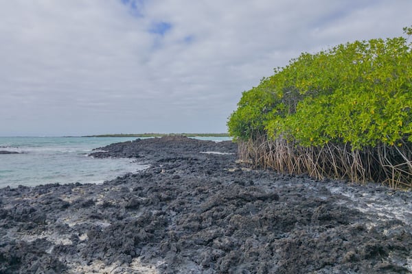 Hermosa playa, ubicada a 45min de Puerto Ayora en la isla Santa Cruz, GalĂĄpagos. AquĂ se pueden observar flamingos, y disfrutar de zona de camping y alquiler de kayak.