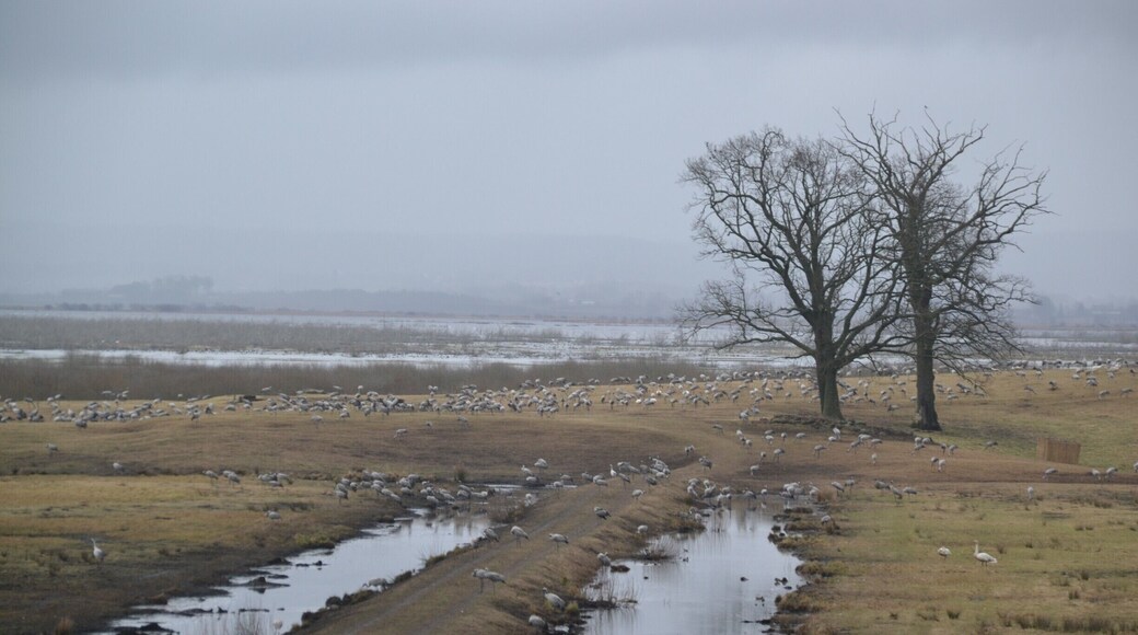 A very grey, and freezing cold, March day at Hornborgasjön in the west of Sweden. Somewhere between 15000-20000 cranes gather here, to mate or "dance" each spring, when coming back from the north of Africa.
My friend posted more about this on her blog: http://globejunkie.com/hornborga-crane-birdwatching
#sweden #wildlife #birds #roadtrip