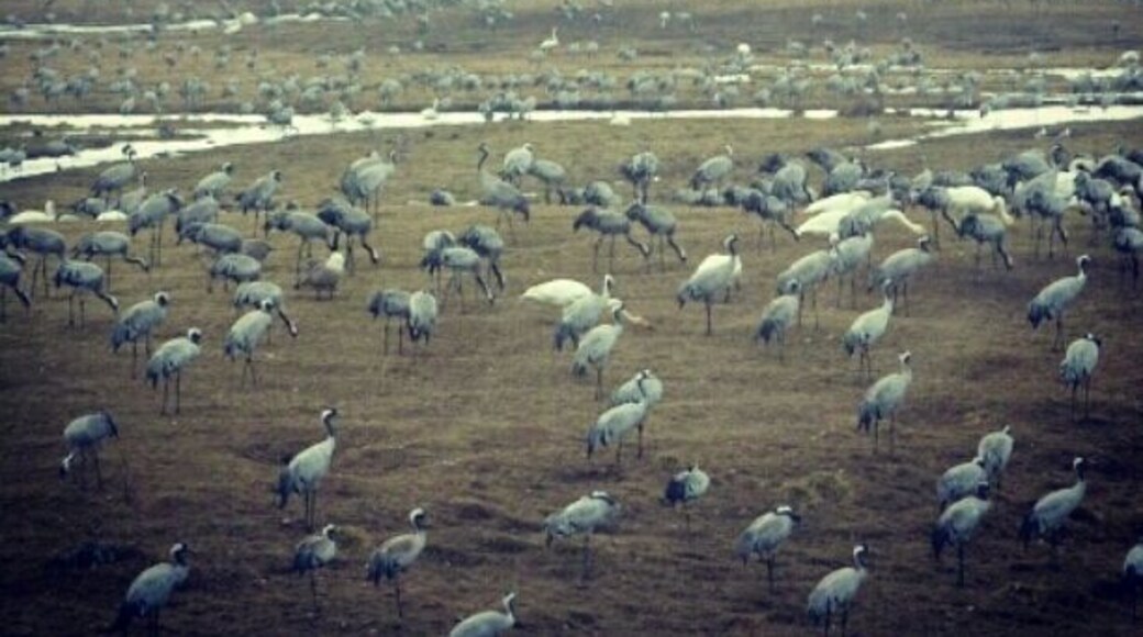 At Lake Hornborga (Hornborgasj?n) a couple of weeks every year, you will witness one of nature's true wonders - the Ball of the Cranes (my own word) . Literally thousands of cranes land here in the shallow water to feed and mate before they head south for the summer. The Cranes dancing at Lake Hornborga could be Sweden's equivalent to Groundhog Day, except that when the Cranes come to we know spring is here for real.