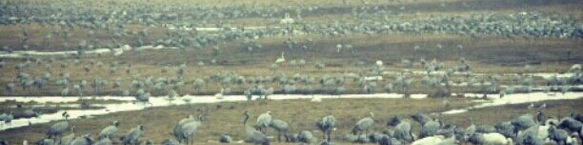 At Lake Hornborga (Hornborgasj?n) a couple of weeks every year, you will witness one of nature's true wonders - the Ball of the Cranes (my own word) . Literally thousands of cranes land here in the shallow water to feed and mate before they head south for the summer. The Cranes dancing at Lake Hornborga could be Sweden's equivalent to Groundhog Day, except that when the Cranes come to we know spring is here for real.