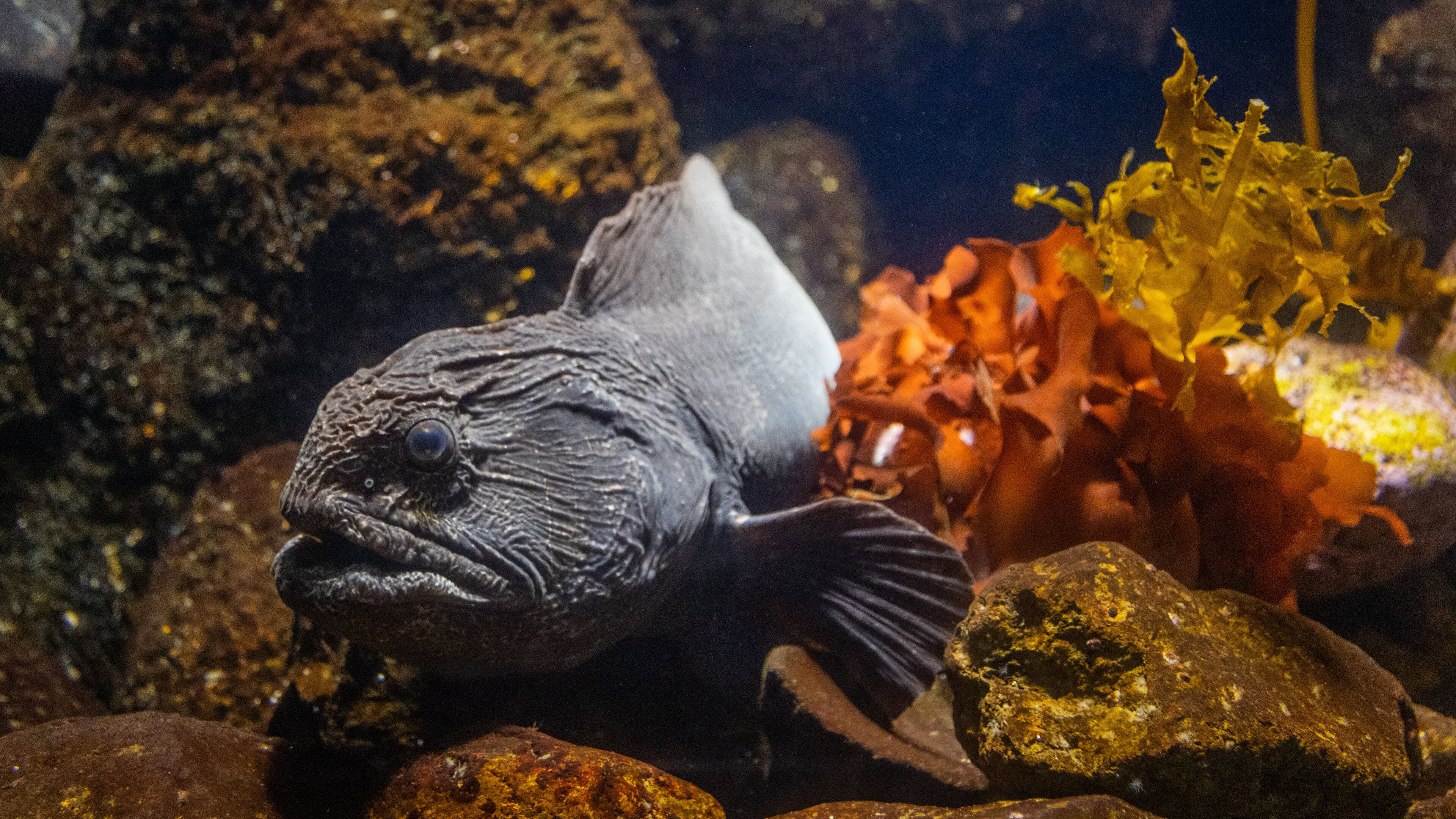 Kinosaki Marine World featuring marine life