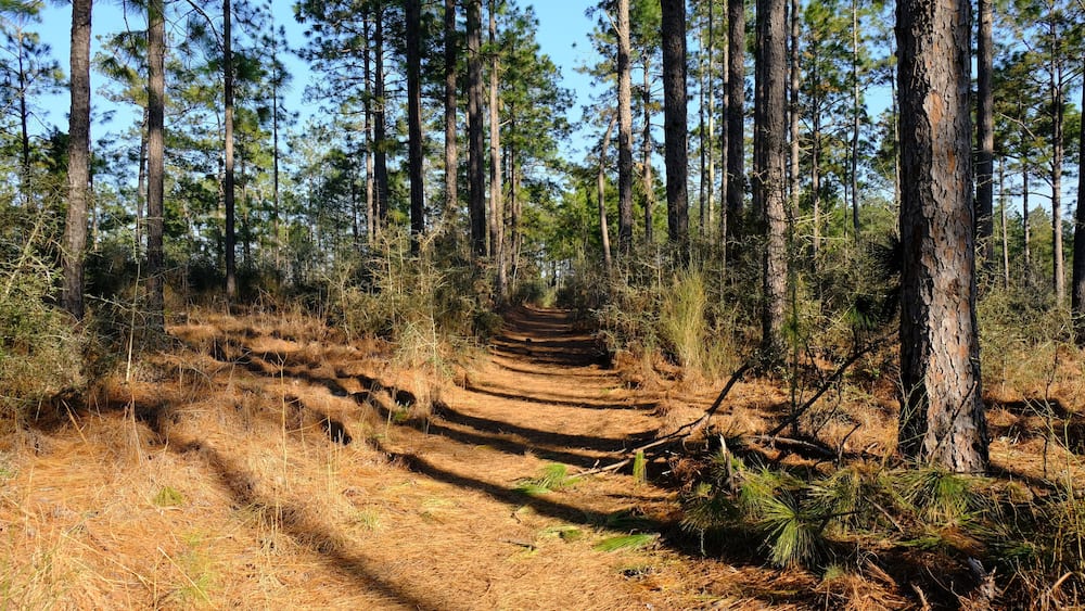 Backbone Trail Kisatchie National Forest Louisiana