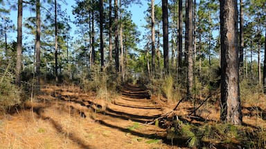 Backbone Trail Kisatchie National Forest Louisiana