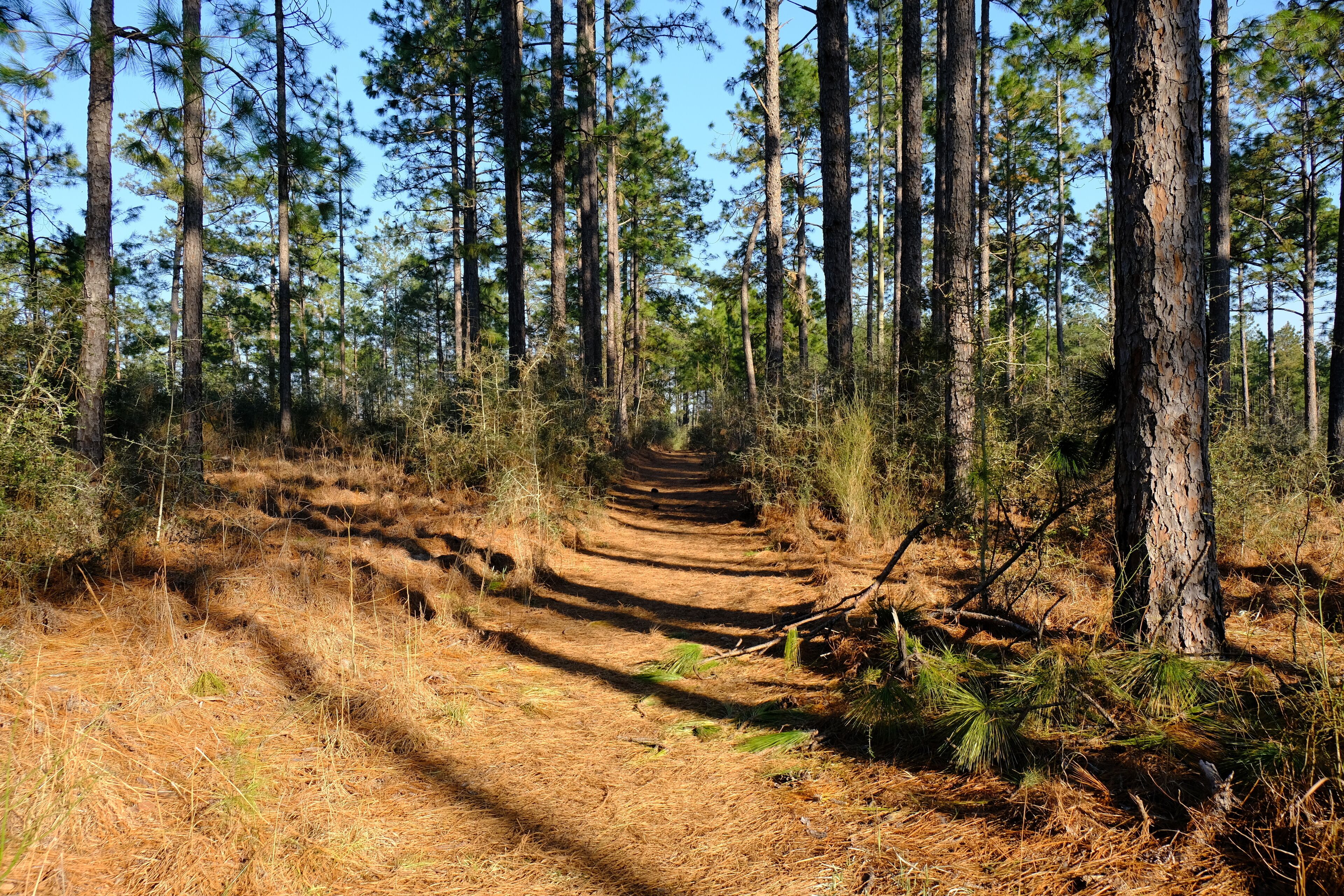 A forest with a dirt path leading to a small wooden structure.