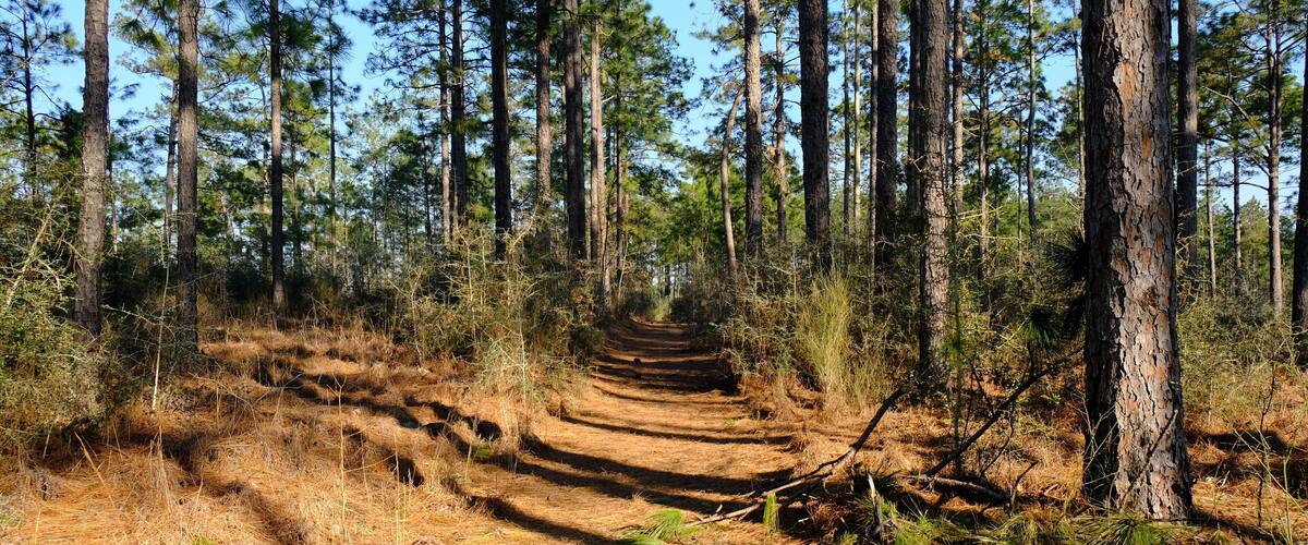A forest with a dirt path leading to a small wooden structure.