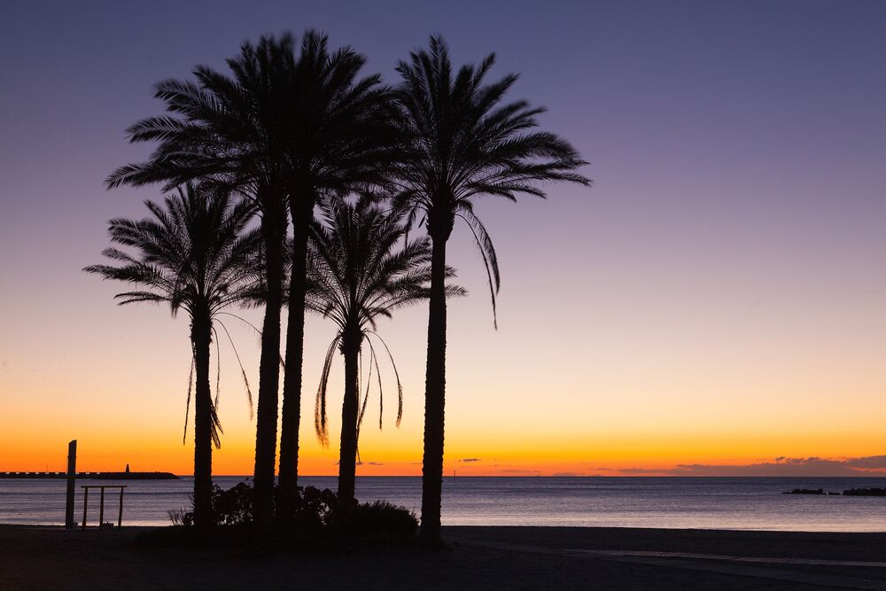 Lonely palm trees on the empty Malaga beach in Spain
