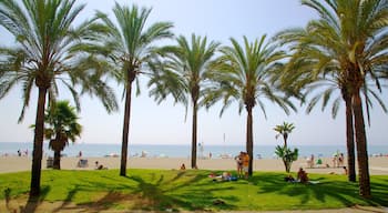 Malagueta Beach which includes tropical scenes and a beach