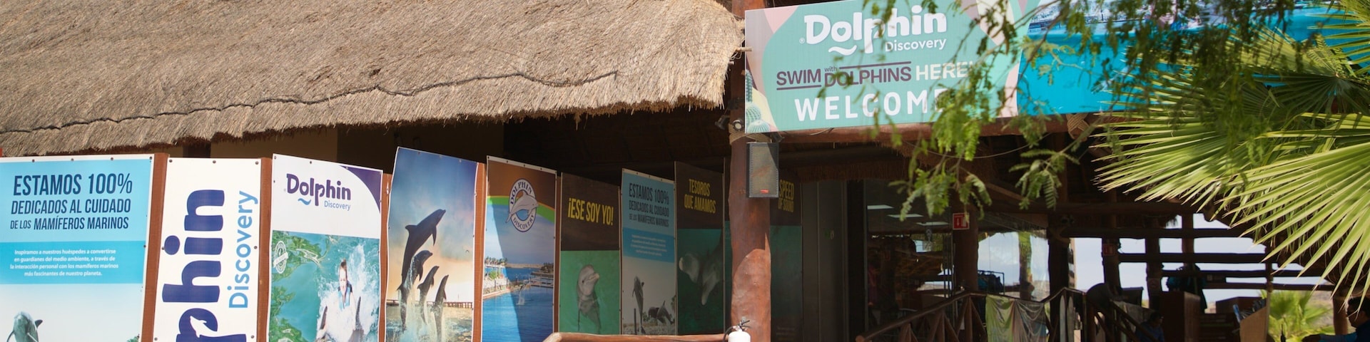 Dolphin Discovery Puerto Los Cabos featuring a beach bar
