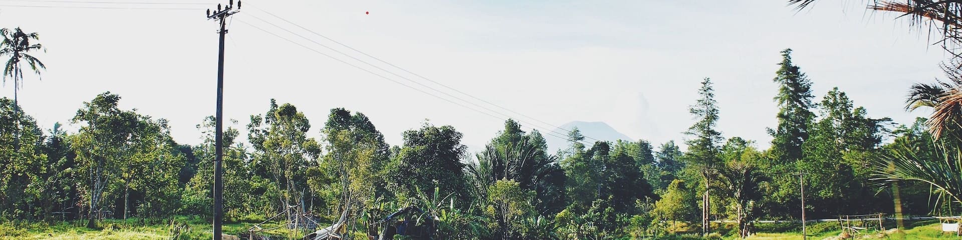 - Paddy Field -
Paddy field in Tomohon, North Sulawesi.
Rice is very important in our lives. We have it everyday!