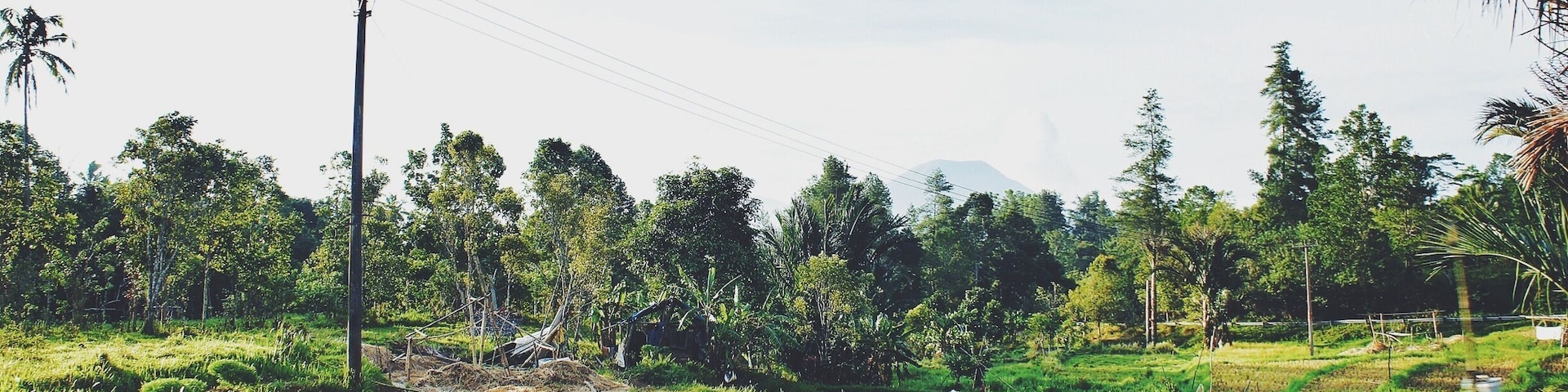 - Paddy Field -
Paddy field in Tomohon, North Sulawesi.
Rice is very important in our lives. We have it everyday!