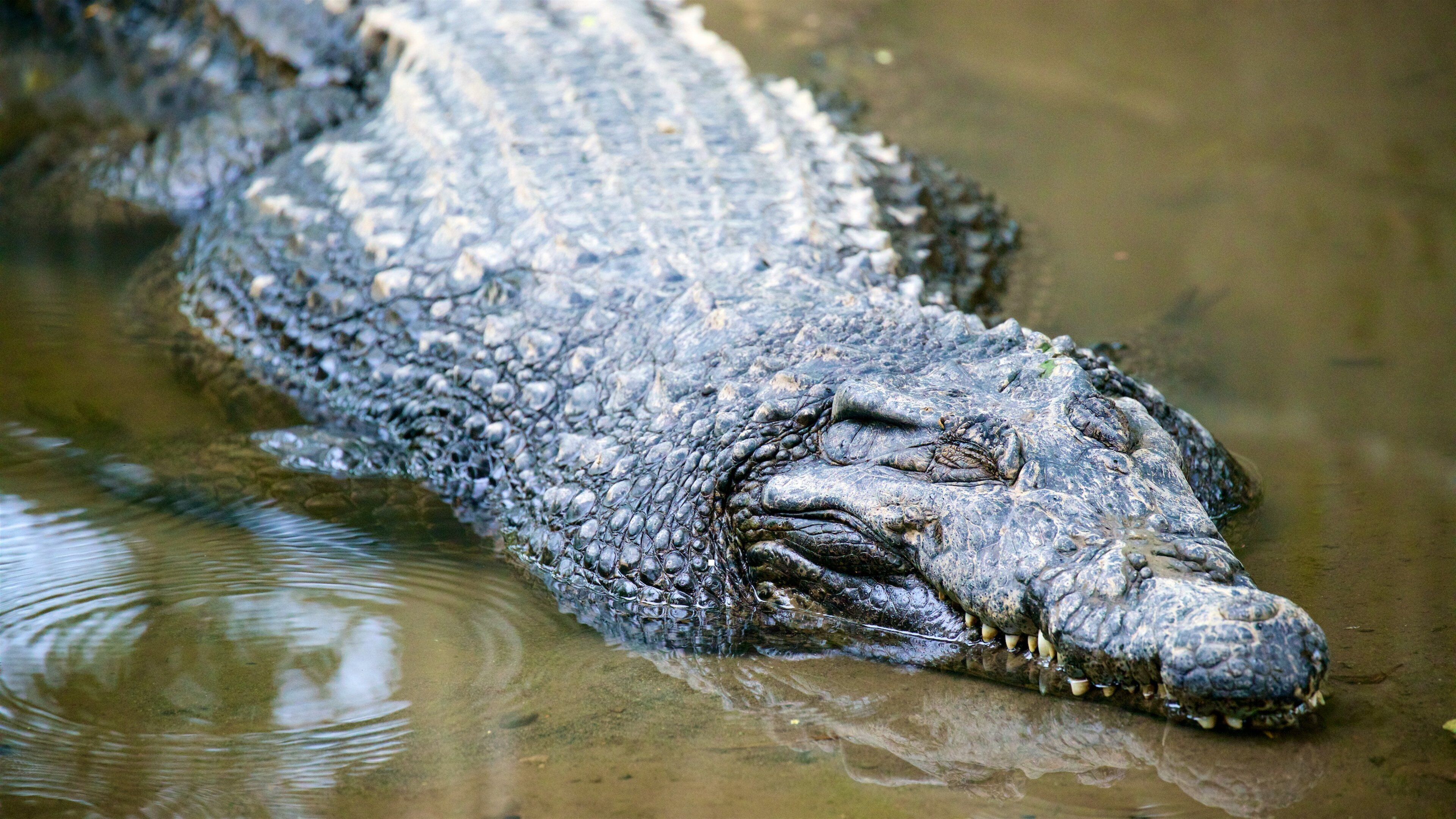 Gembira Loka Zoo og byder på farlige dyr og dyr fra zoologisk have