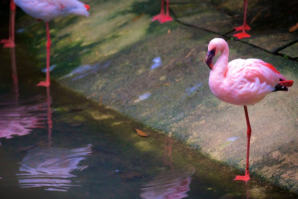 A pink flamingo standing in water with reflections.