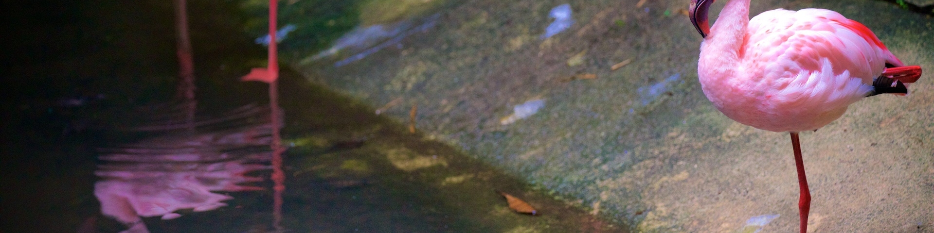 Gembira Loka Zoo showing bird life and zoo animals