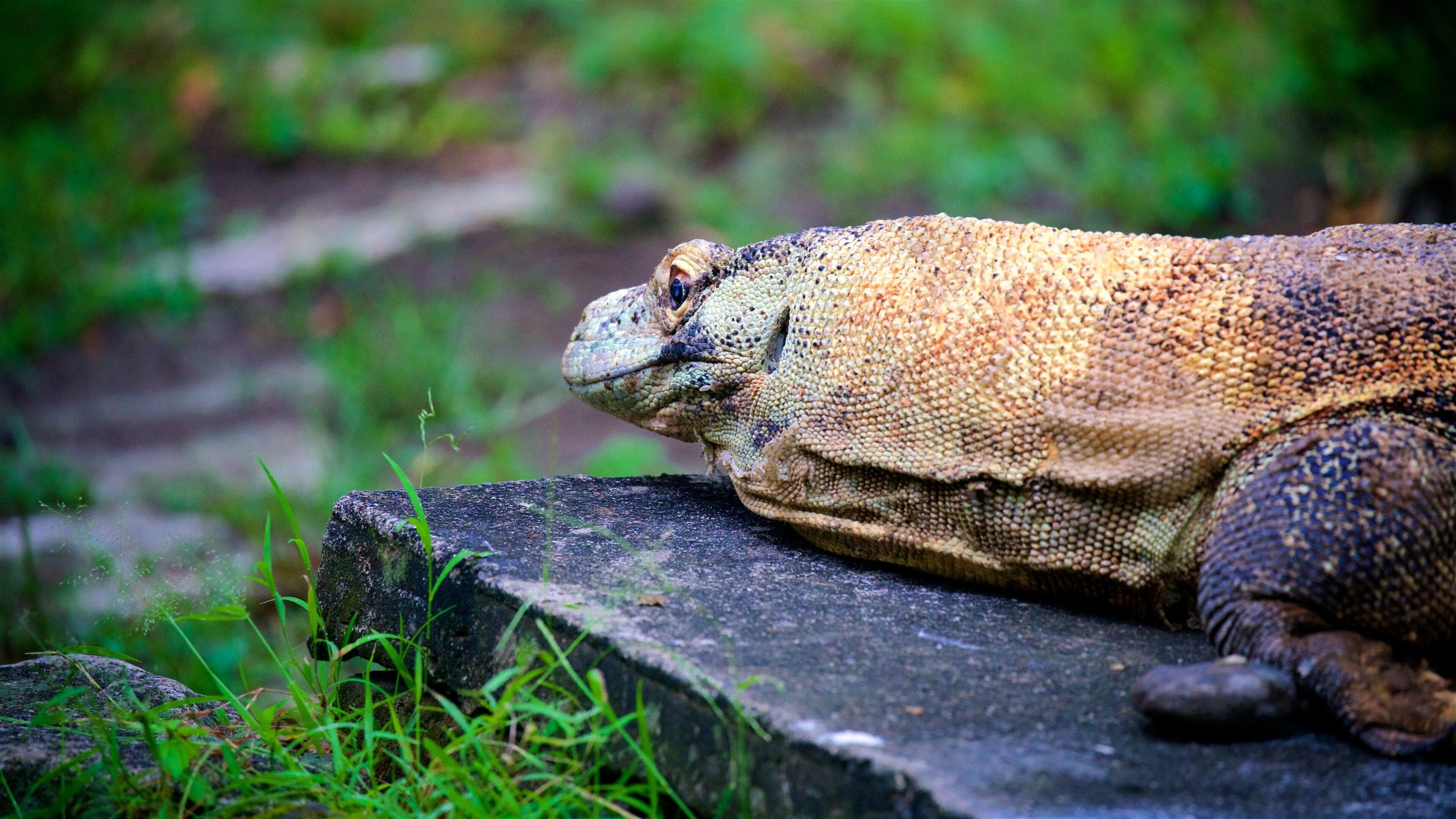 Gembira Loka Zoo showing zoo animals and animals
