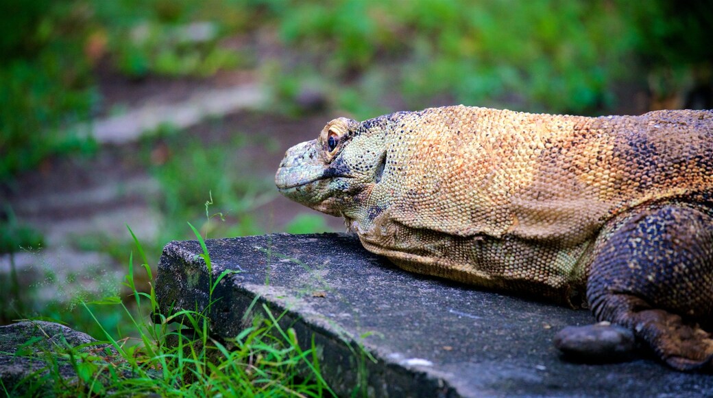 Gembira Loka Zoo showing zoo animals and animals