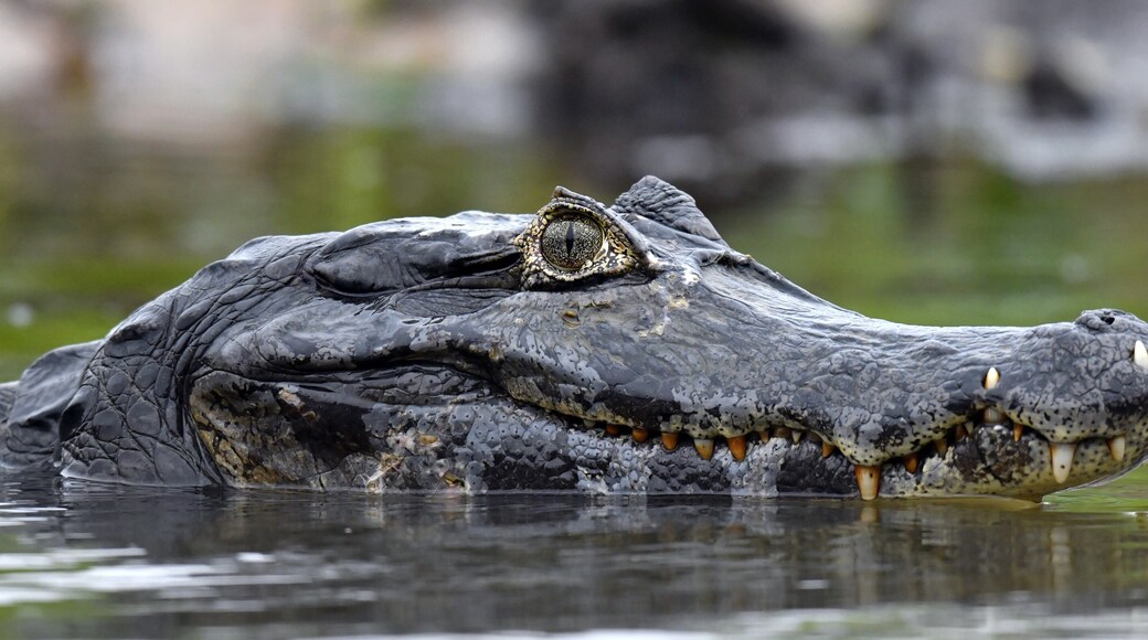 Santo Antonio do Leverger