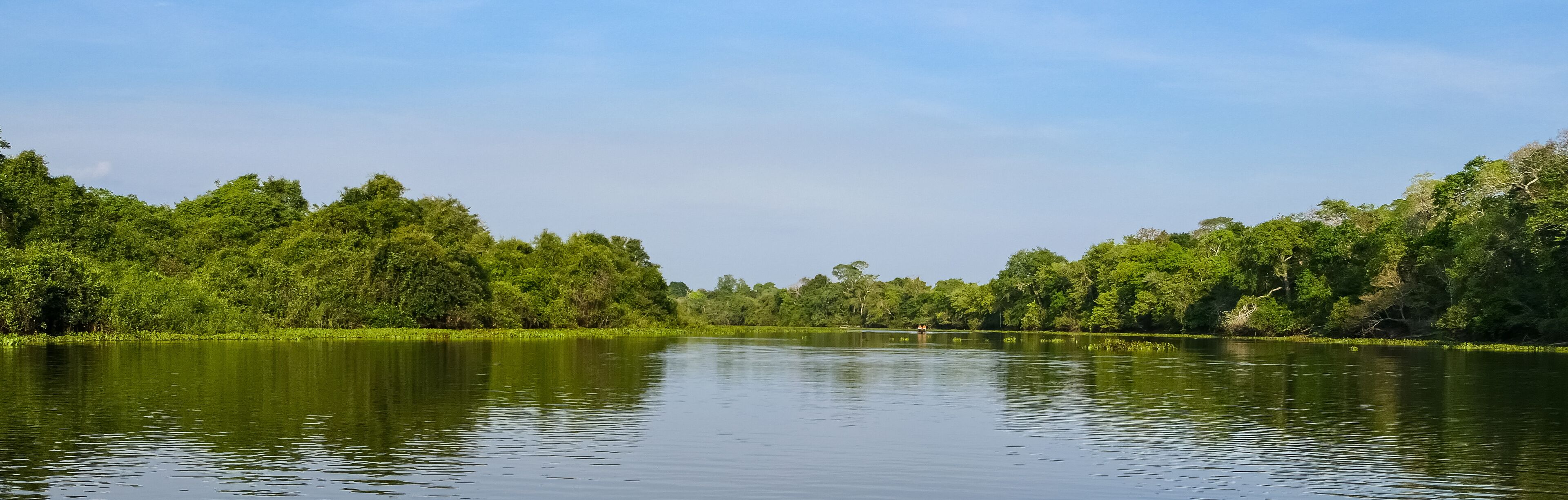 A calm river surrounded by dense green forest.