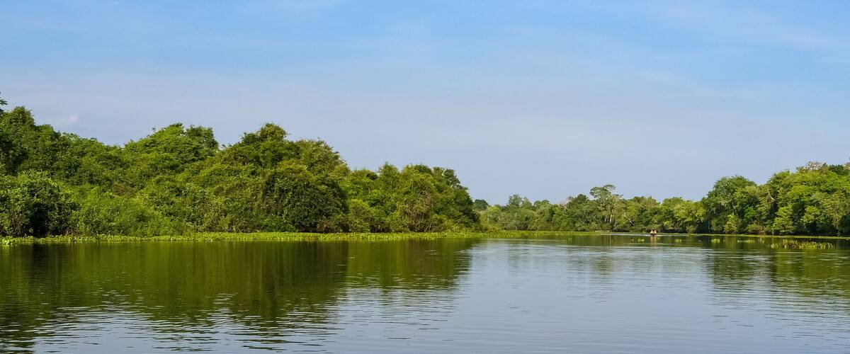 A calm river surrounded by dense green forest.