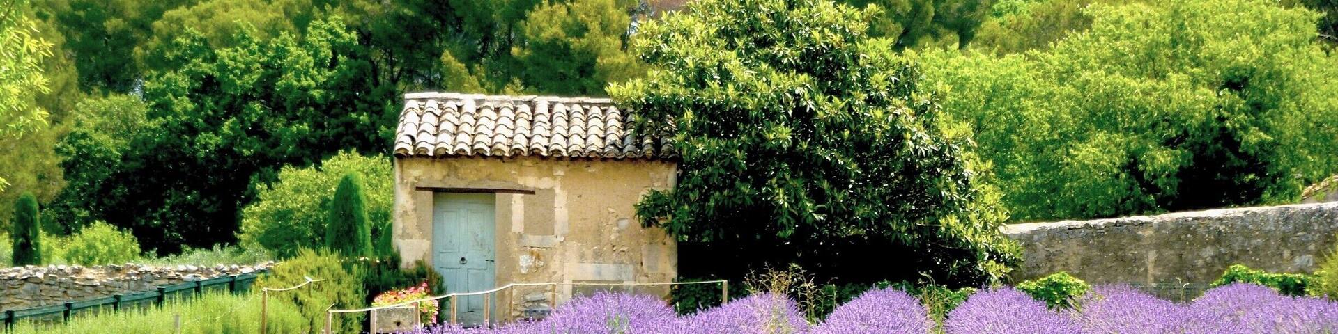 Van Gogh's famous irises in the garden of this beautiful asylum were not flowering when we visited, but the lavender almost made up for it.