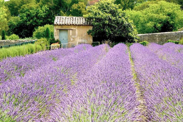 Van Gogh's famous irises in the garden of this beautiful asylum were not flowering when we visited, but the lavender almost made up for it.