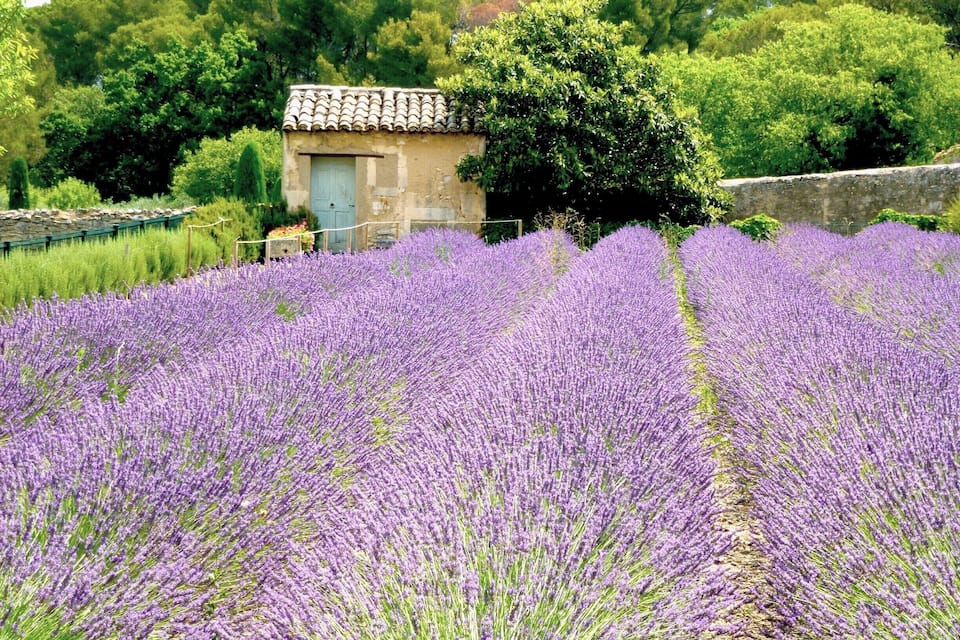 A lavender field with a rustic building in the background.