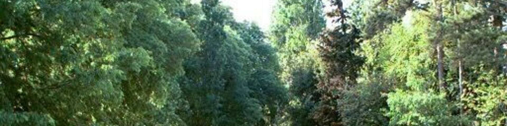 Van Gogh painted "Les Alyscapms" here. Arles, France