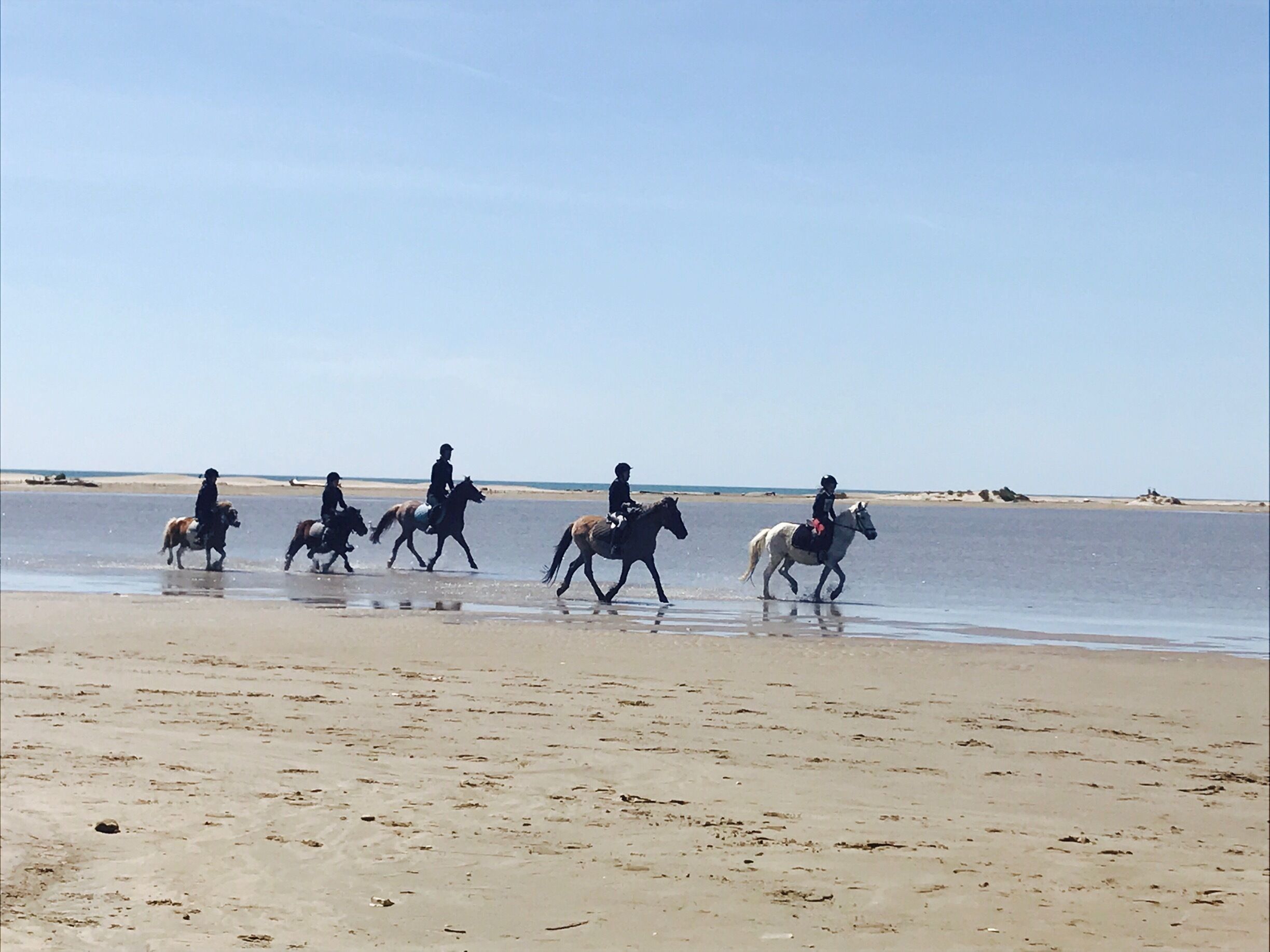 Balade à cheval en Camargues