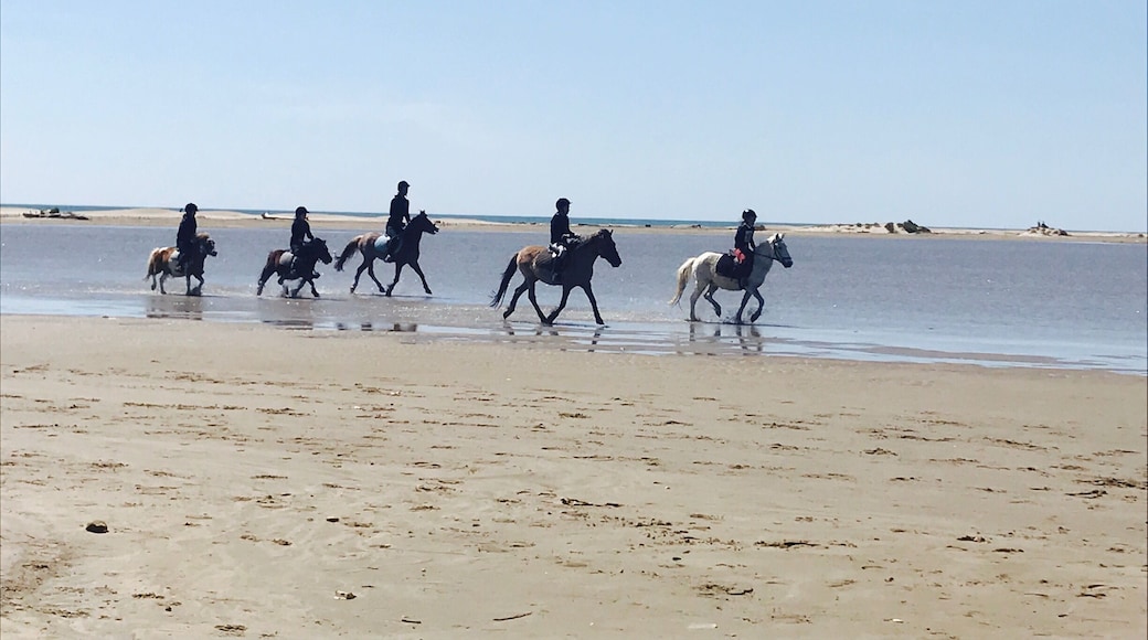 Balade à cheval en Camargues