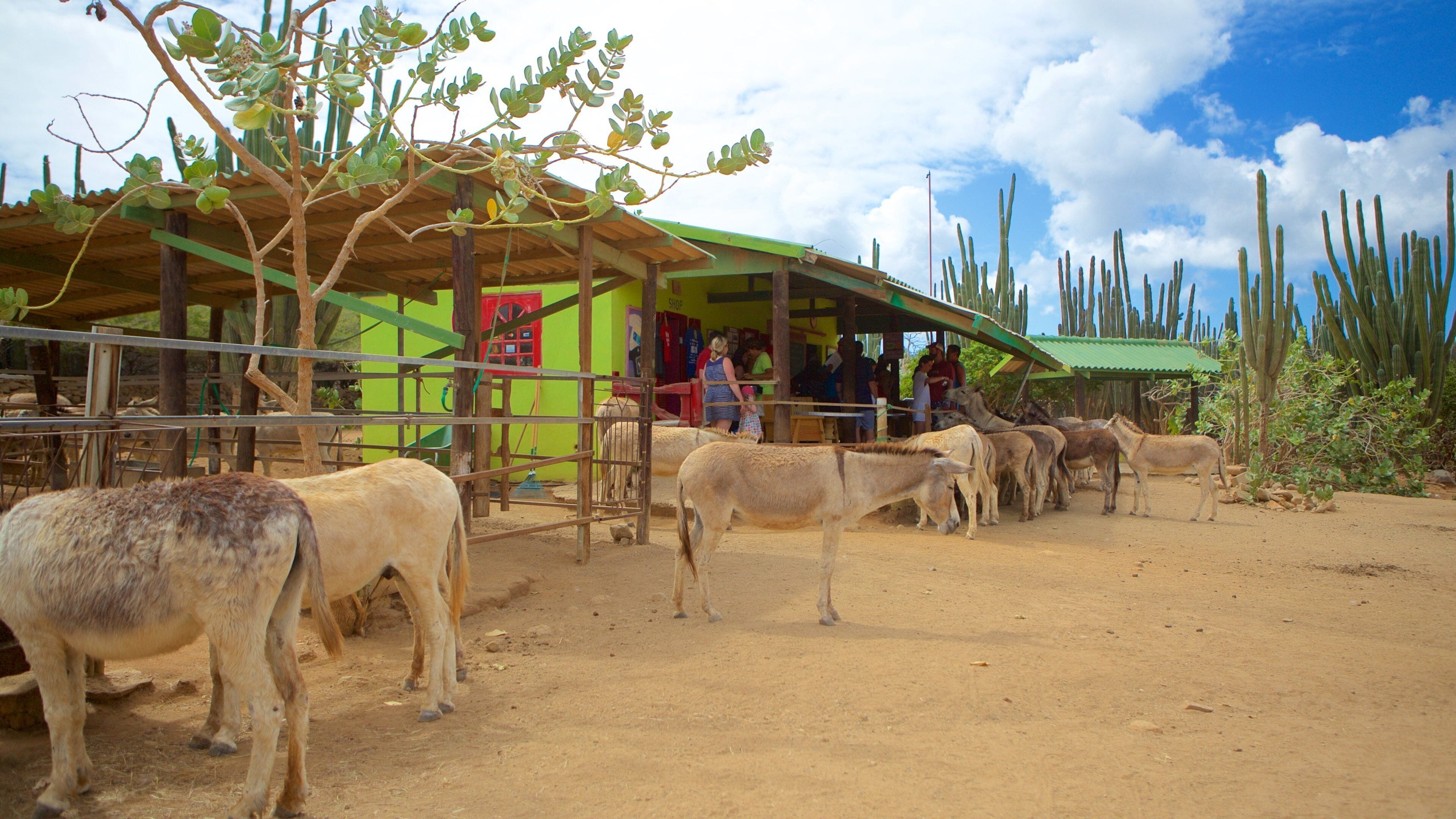 Donkey Sanctuary 呈现出 動物園的動物 和 動物