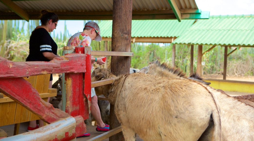 Donkey Sanctuary showing zoo animals and animals as well as a small group of people