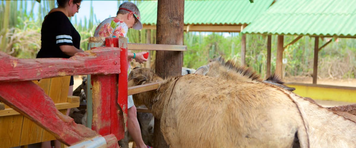 Donkey Sanctuary featuring animals and zoo animals as well as a small group of people