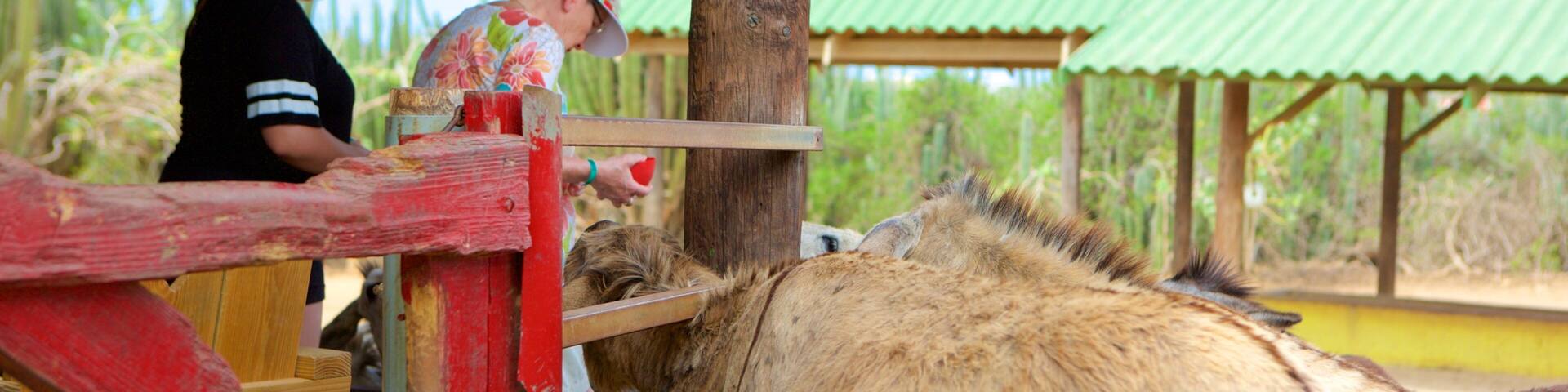 Donkey Sanctuary qui includes animaux et animaux de zoo aussi bien que petit groupe de personnes