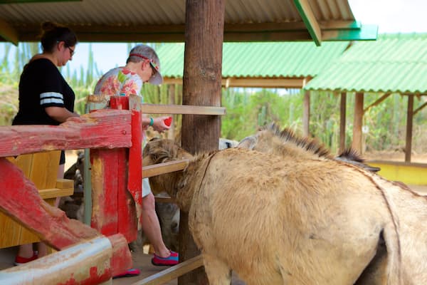 Donkey Sanctuary qui includes animaux et animaux de zoo aussi bien que petit groupe de personnes