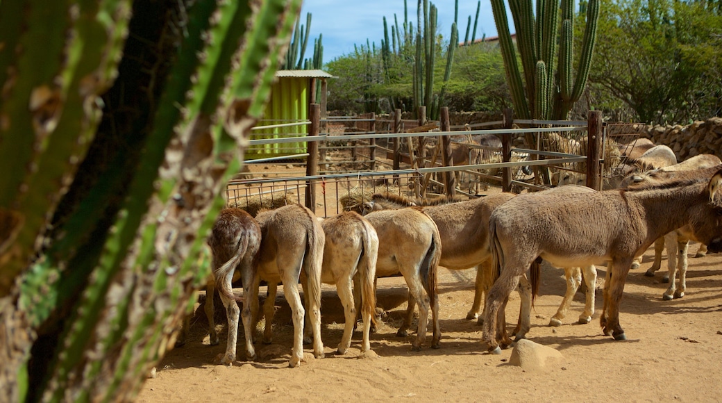 Donkey Sanctuary featuring animals and zoo animals