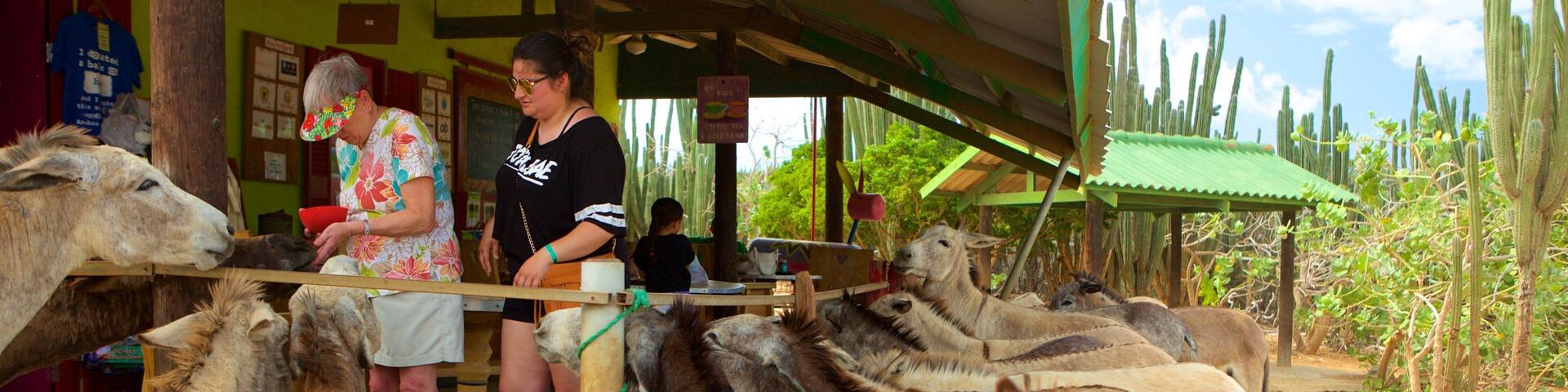 Donkey Sanctuary showing zoo animals and animals as well as a small group of people