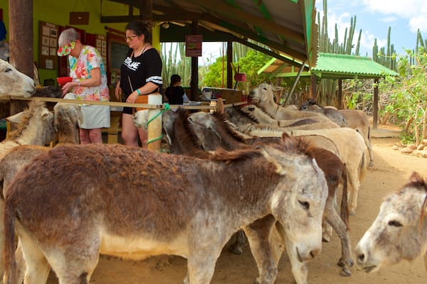 Donkey Sanctuary mettant en vedette animaux et animaux de zoo aussi bien que petit groupe de personnes