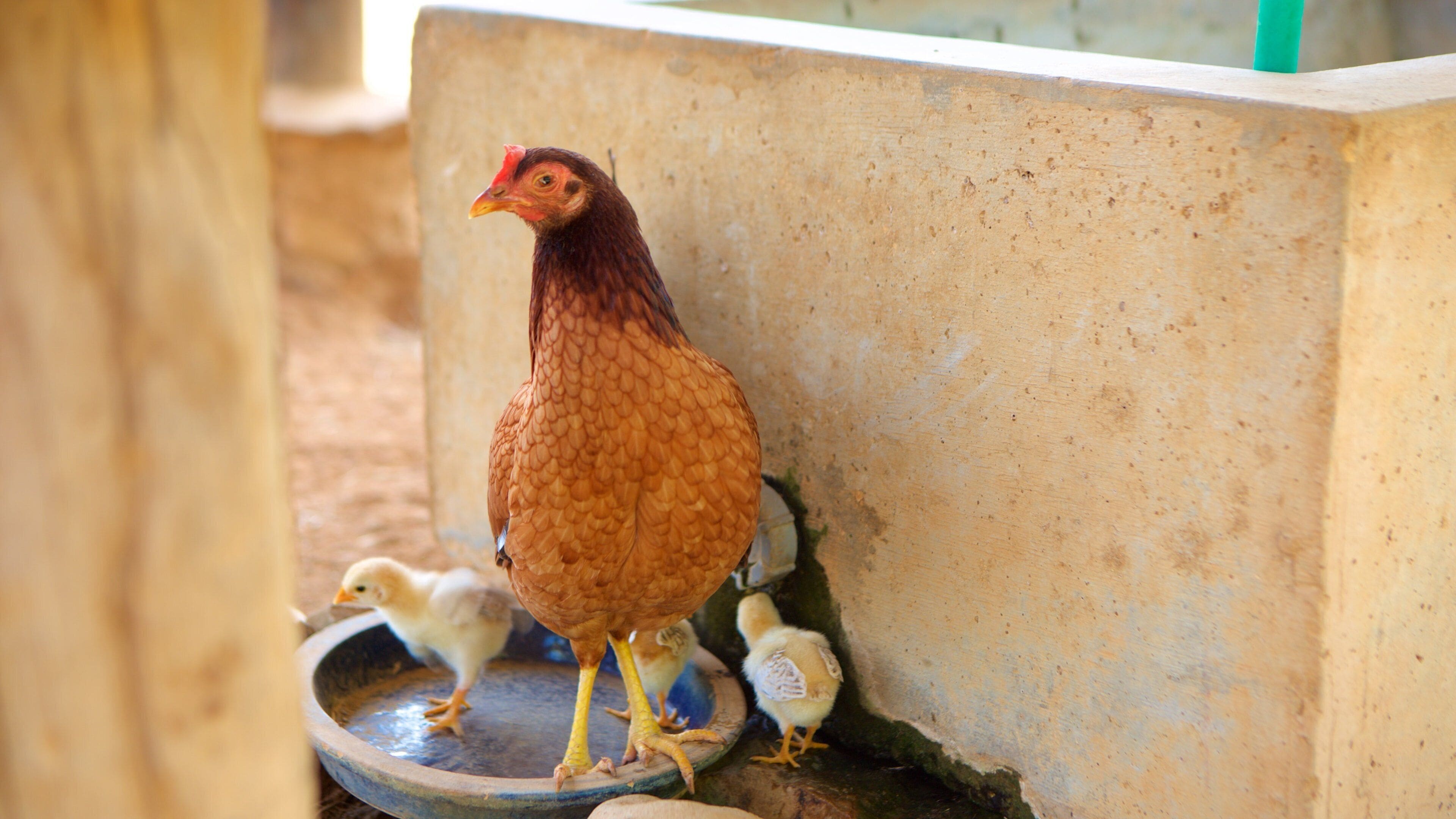 Donkey Sanctuary which includes bird life