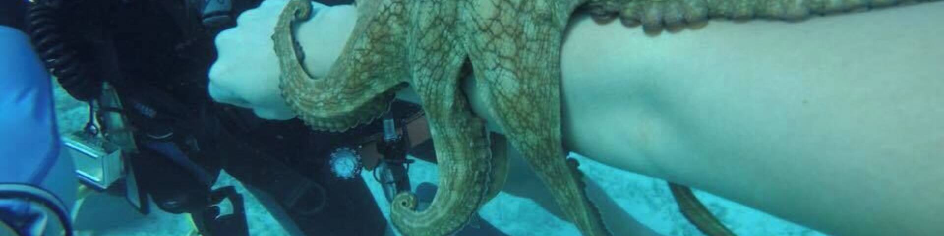 This was my favorite dive of all time. My dive master found so many amazing creatures.
#Adventure