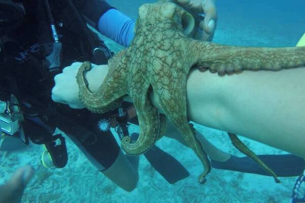 This was my favorite dive of all time. My dive master found so many amazing creatures.
#Adventure