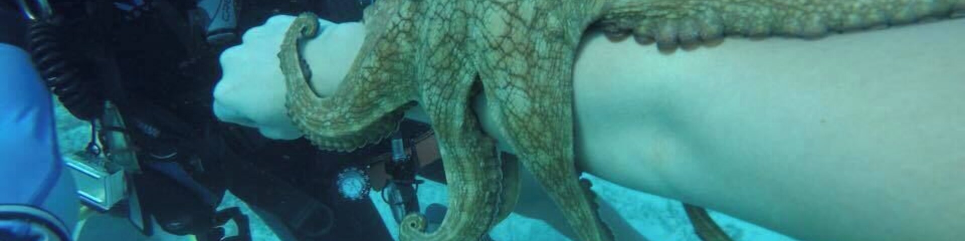 This was my favorite dive of all time. My dive master found so many amazing creatures.
#Adventure